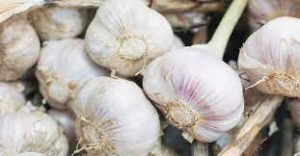 Beyond Mirror - Nutrition and Wellness - Top 7 antioxidant-rich foods to boost immunity - Garlic